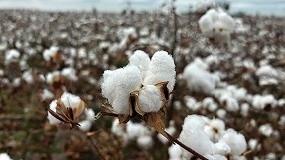 Foto de Tres aos y casi 200 millones de europeos impactados: el xito de la campaa EUCOTTON devuelve el protagonismo al sector algodonero europeo