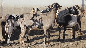 Foto de Descubierta una nueva cepa clave para estrategias innovadoras ante la coccidiosis caprina