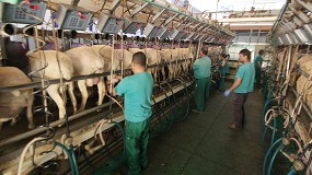 Foto de La leche con oveja de la DOP Queso Manchego arranca 2025 con una cada anual del 15,9%