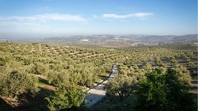 Foto de El cambio climático podría dibujar un nuevo mapa de variedades de olivos en Extremadura (Parte 1)