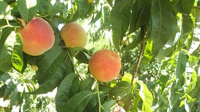 Foto de Campaa de fruta de hueso: recuperacin de la produccin y buen comportamiento de la demanda