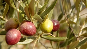 Foto de Las ventas de aceite de oliva crecen un 32%