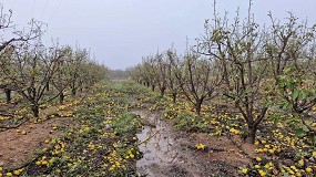 Foto de El MAPA ampla el plazo para comunicar daos por la DANA en la provincia de Valencia