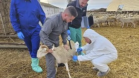 Foto de La Regin de Murcia compra 150.000 nuevas dosis de la vacuna contra la lengua azul