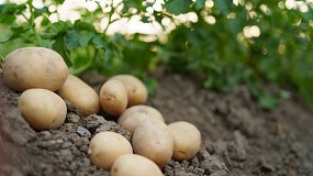 Foto de Produccin sostenible de patata para la soberana alimentaria