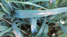 Manejo integrado de enfermedades foliares en cereales - Parte II