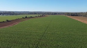 Foto de Grupo Operativo para el manejo del Mildiu en patata, una solucin innovadora