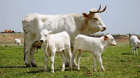 Foto de Anlisis de las lneas estratgicas para la supervivencia de la raza Blanca Cacerea