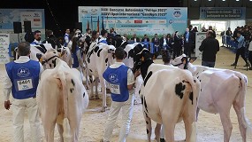 Foto de Un total de 159 animales participan en los concursos de Frisona de Abanca Cimag-GandAgro 2025