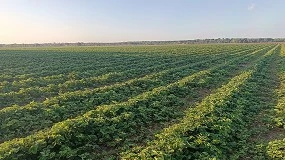 Foto de La desinfeccin de suelos en viveros de planta de fresa en Castilla y Len