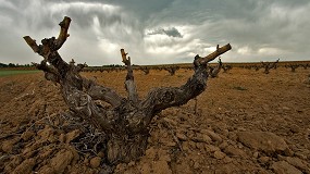 Ribera del Duero inicia un proyecto sobre variedades de uva para adaptarse a los retos climticos