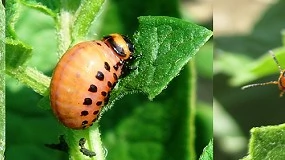 Foto de Una red de avisos fitosanitarios para el cultivo de la patata en Castilla y León