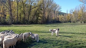 Foto de Proyecto para disminuir el conflicto entre la expansin de la fauna silvestre y la ganadera