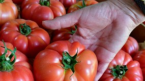 Las empresas de comercializacin hortofrutcola se vuelcan con Infoagro Exhibition