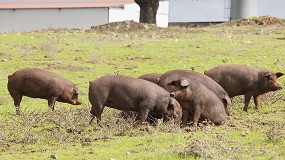 Foto de Una montanera generosa augura una produccin de jamones ibricos de mxima calidad