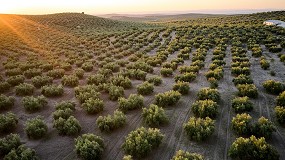 Foto de Las ltimas lluvias benefician el desarrollo de los cultivos leosos en secano