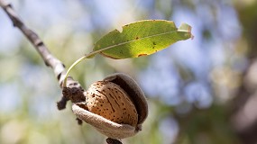 Foto de Agricultura informa sobre las ayudas a productores de frutos de cscara afectados por la sequa en 2024