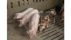 Foto de Mejorar la calidad de la carne porcina reduciendo el estrs animal