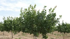 Foto de Estado de las plantaciones de pistachero en Castilla y Len: relaciones entre fenologa y condiciones agroclimticas