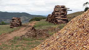 Foto de La energa que viene del bosque: la apuesta de Veolia por la biomasa