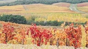 Foto de Dominio de Echauz estudia el potencial vitcola de algunas variedades de vid para mantener la tipicidad de los vinos