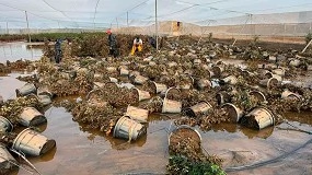 Foto de Las exportaciones espaolas de flor y planta viva aumentan un 13% en 2024