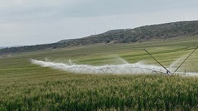 Foto de Cmo afecta la dosis de nitrgeno en fondo y el tipo de fertilizante en cobertera en un maz? Ensayo 'on-farm' en Len
