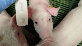Foto de Un innovador sistema permite evaluar el estado inflamatorio de los cerdos en las granjas