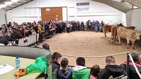 Foto de La subasta de novillas de Rubia Gallega alcanza un precio medio de 3.640 euros