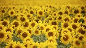 Foto de Resultados de los ensayos de la Red Andaluza de Experimentación Agraria de girasol. Campaña 2024