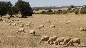 Foto de Recomiendan la vacunacin del ovino frente a la lengua azul por su alta mortalidad