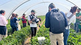 Foto de Koppert, aliado estratgico para el control biolgico de plagas en los frutos rojos