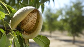 Foto de Ayudas directas para los productores de frutos de cscara afectados por la sequa en 2024