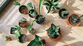 Foto de Las mejores plantas para cultivar en macetas en el jardn