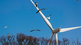 Foto de Nuevo Proyecto de Real Decreto Avifauna: una normativa que pone en riesgo el avance renovable