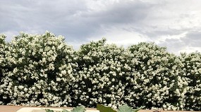 Foto de Efectos ambientales y productivos de la fertilizacin nitrogenada en una rotacin de cultivos hortcolas
