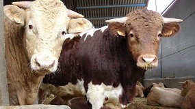 Foto de Agrocompostaje avanzado de estircoles de vacuno de carne como economa circular