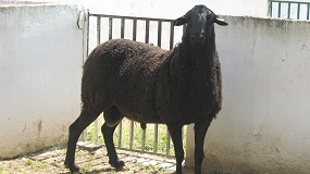 La feria Expovicaman acoge el Concurso-Subasta Nacional de la raza Manchega