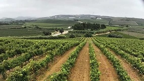 Foto de Inovao na monitorizao inteligente para otimizao da poda em verde e acompanhamento da maturao das uvas