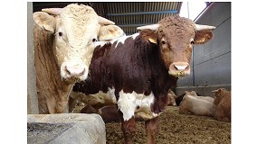 Foto de Provacuno mostrar mejores tcnicas para el agrocompostaje avanzado de estircoles de vacuno de carne