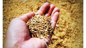 Foto de El salvado de arroz tiene un gran potencial para convertirse en un recurso biotecnolgico de alto valor