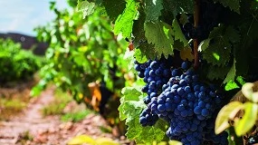 Foto de Cataluña evaluará el impacto del cambio climático en la viticultura a través de una nueva cátedra
