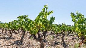 Foto de El MAPA publica los datos de autorizaciones de plantacin de viedos en 2024