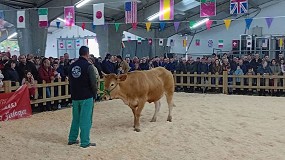 Foto de Buenos resultados en la subasta de Sarria de Rubia Gallega con un precio medio de 2.833 euros