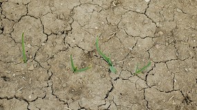 Foto de Desarrollo de biofertilizantes, bioestimulantes y agentes de biocontrol a partir de biorresiduos: una apuesta por la agricultura sostenible