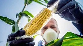 Foto de Inteligncia artificial e a gentica podem ajudar os agricultores a cultivar milho com menos fertilizantes