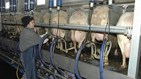 Foto de Cada en picado de la produccin de leche de oveja