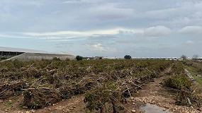 Foto de Comunitat Valenciana pide al MAPA agilizar las ayudas a agricultores afectados por lluvia y pedrisco