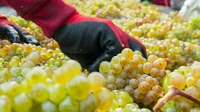 Foto de Ribera del Duero fija un único plazo anual para inscribir viñedos y asegurar el control en vendimia