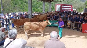 Una novilla de Rubia Gallega se vende por 4.300 euros en la subasta de Seoane do Courel